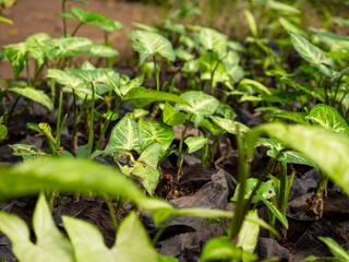 Large Leaves of Syngonium podophyllum in the Botanical Garden in Medellin, Colombia