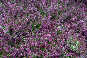 floral background purple heather close up