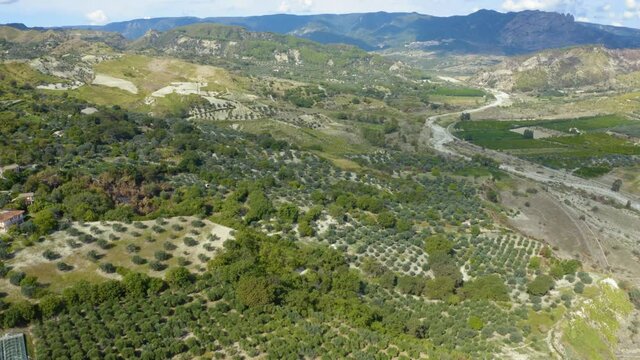 Alberi di ulivo in Calabria, vista aerea