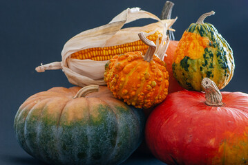 Beautiful green yellow orange pumpkins composition with decorative yellow ripe corn on black...