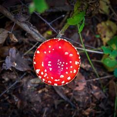 Amanita muscaria commonly known as the fly agaric or fly amanita