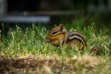 Chipmunk Spring Time