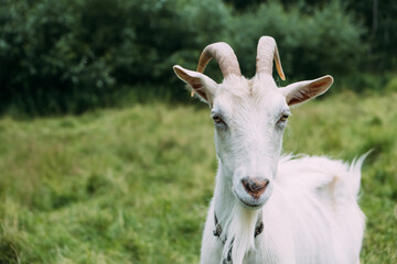 Portrait of a white goat grazing on the grass. Close-up, the animal looks into the camera and wiggles its ears.