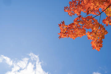 カナダ　オンタリオ州　青い空の下の美しい紅葉