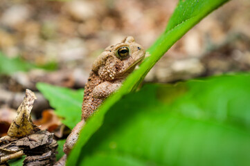 Eastern American Toad