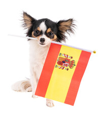 Chihuahua with a flag of Spain