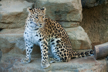 アムールヒョウ