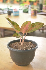 Beautifull Aglaonema Big Roy In A Black Pot Stands On Wooden Table On A Blurred  Background.