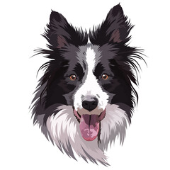 Border collie portrait, vector illustration. Head, muzzle, smart dog.