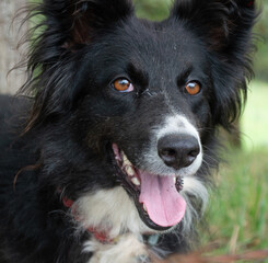 Portrait of a sheepdog at a garden