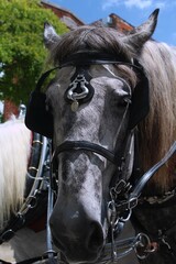 Up close image of a horse from around Wilmington, NC