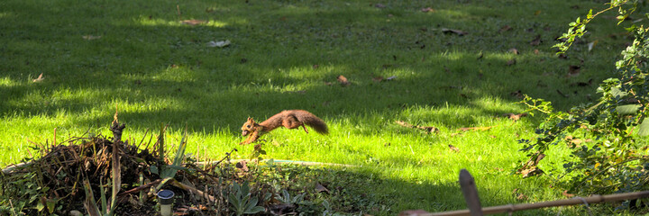 Squirrel running in the garden with a nut in its mouth