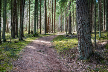 Walking road in beautiful forest, Cesis, Latvia