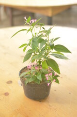 Beautifull Miana In A Black Pot Stands On Wooden Table On A Blurred  Background.
