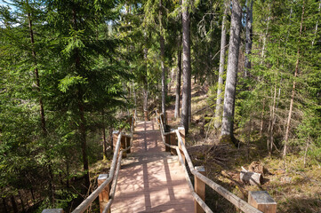 Wooden stairs  in pine tree forest, Latvia