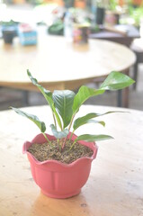 Beautifull Anthurium Hookeri In A Red Pot Stands On Wooden Table On A Blurred  Background.