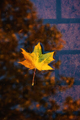 Vertical fall autumn nature background with fallen maple leaf in water, reflected in a puddle. Autumn background with natural elements, Vertical photo. Selective focus