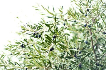 Obraz na płótnie Canvas Olive tree branches with olives against the light. Soft focus, bokeh