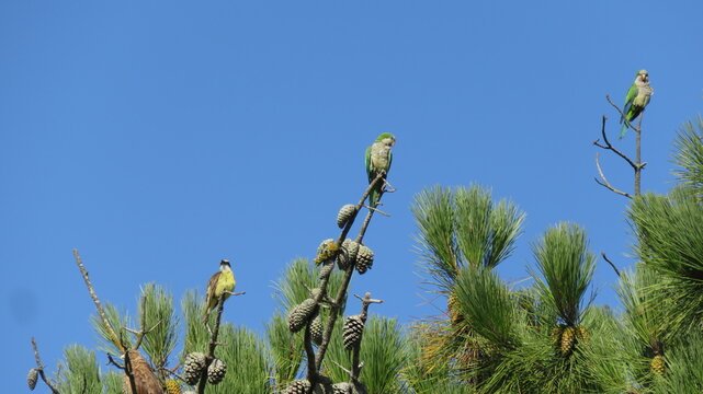 Vista de tres cotorras verdes, paradas en la copa de un pino, con el cielo azul de fondo.