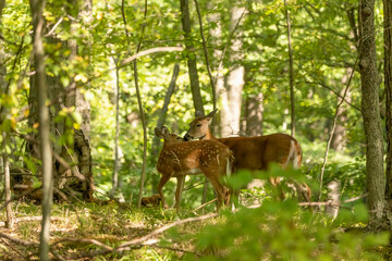 White-tailed deer. Hind with fawn on a forest.