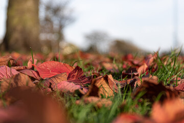 Low down shot of leaves in  autumn .