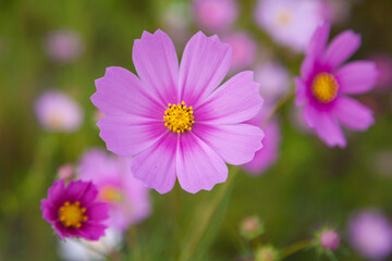 Fototapeta premium コスモスの花