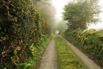Plakat Country road leading into mist in rural Ireland on Autumn day