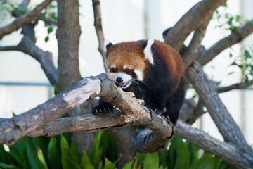 レッサーパンダ