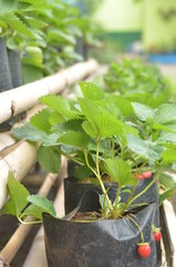 A neat and beautiful strawberry garden with a village atmosphere