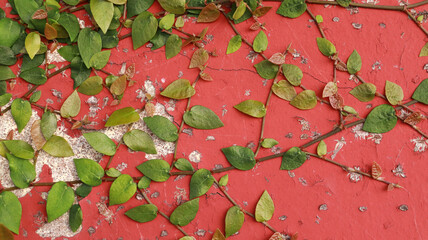 Nature is among us. Climbing plant on an old red wall.