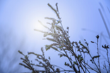 Autumn landscape of cold  wet morning in the meadow. The grass against foggy background. Horizontal image.