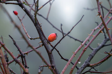 Autumn landscape of cold foggy morning in the meadow. The dog-rose and dewdrops on a spider web. Selective focus.
