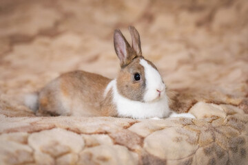 Little rabbit sitting on the bed 