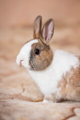 Little rabbit sitting on the bed 