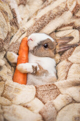 Little rabbit with a carrot sleeping in a bed under a blanket