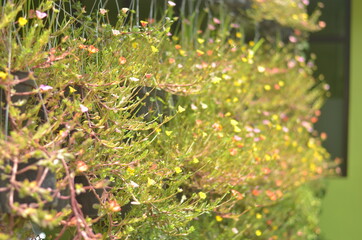 Hanging plants neatly and beautifully on the wall surface