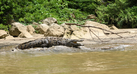 Crocodile in the Grijalva river, mexico