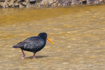 Austernfischer, New Zealand