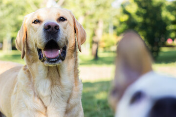 Smiling labrador dog in the city park 