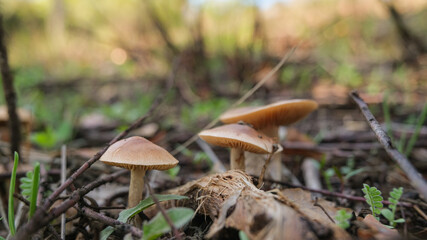 Close up view of wild autumnal mushroom in raw forest ecosystem,autumn products