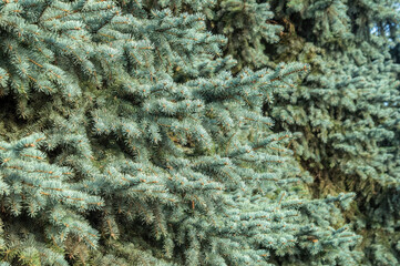 Fresh green needles. Bright spruce branches