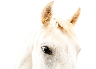 Detalle de cabeza de caballo blanco en la niebla