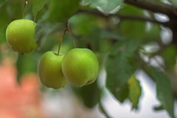 Green apples hang on a branch on a blurry background. The Fruit Harvest. Autumn. Soft and selective focus.
