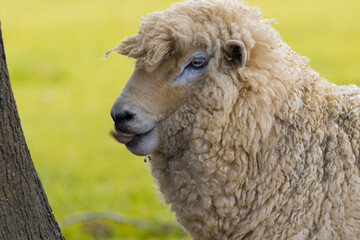 ausdrucksvolles Schaf Neuseeland