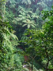 tropical forest