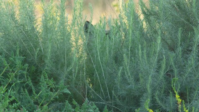 Coyote Stares Through Tall Blowing Grass in Slow Motion Close U