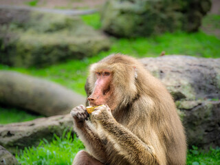  Baboon Close Chewing