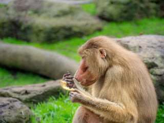  Baboon Scratching Nose