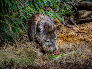  Peccary