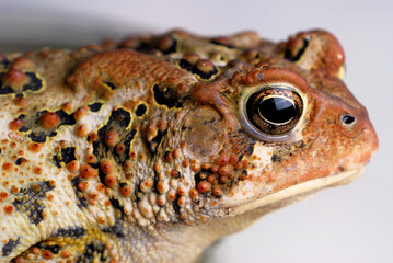 Close up of American Toad eye ear and warts